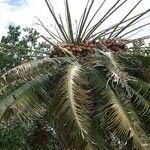 Cycas seemannii Tervik taim