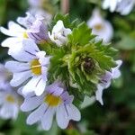 Euphrasia picta Květ