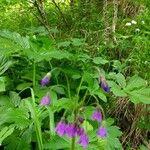 Primula matthioli Flower