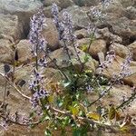 Petromarula pinnata फूल