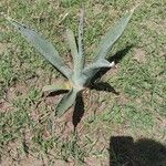 Agave asperrima Leaf