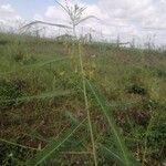 Sesbania bispinosa Hoja