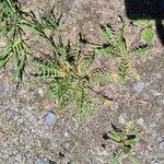 Taraxacum braun-blanquetii Leaf