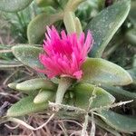 Mesembryanthemum cordifoliumFlower