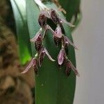 Acianthera pubescens Blomma