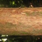 Couratari oblongifolia 樹皮