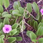 Ipomoea pes-caprae Liść