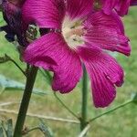 Alcea roseaFiore