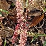 Tragus racemosus Flower