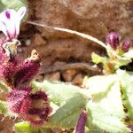 Anchusella variegata 花