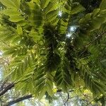 Brownea grandiceps Leaf