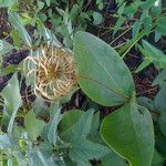 Clematis ochroleuca Alkat (teljes növény)