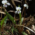 Viola lanceolata ശീലം