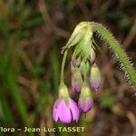 Primula matthioli Květ