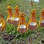 Calceolaria uniflora Цветок