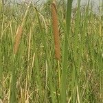 Typha domingensis Fruct