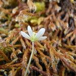 Meconella oregana Flower