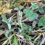 Trifolium subterraneum Leaf