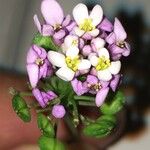 Iberis linifolia Flower