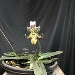 Paphiopedilum fairrieanum Blad