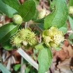 Acanthospermum australe Blomst