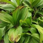 Veratrum nigrum 形態