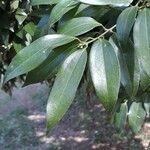 Nectandra angustifolia Folio