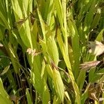 Chasmanthium latifolium Blatt