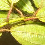 Miconia lacera Leaf