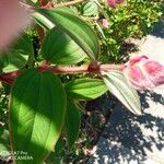 Tibouchina granulosa Hostoa