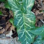 Arum italicum Feuille