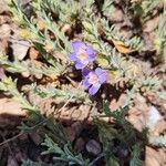 penstemon linarioides Ssp compactifolius, toadflax penstemonFeuille