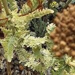 Achillea clypeolata Blad