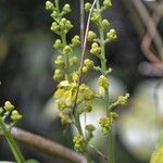 Bunchosia polystachia Flower