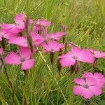 Dianthus pavonius Flower