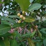 Syzygium samarangense പുഷ്പം