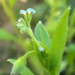 Myosotis sparsiflora Blodyn