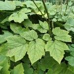 Actaea dahurica Folla