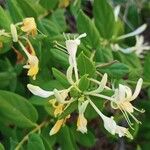 Lonicera japonica Květ