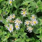 Aster ageratoides Blomma