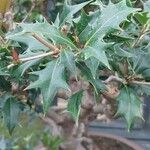 Osmanthus heterophyllus برگ