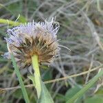 Globularia vulgaris Fula