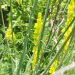 Linaria angustissima Bark