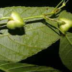 Cleidion castaneifolium Hedelmä