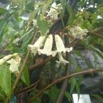 Pandorea pandorana പുഷ്പം