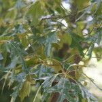 Quercus falcata Leaf