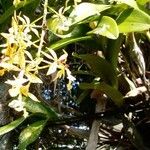 Epidendrum stamfordianum ফুল