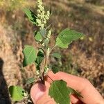 Chenopodium berlandieri Leaf