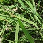 Elymus canadensis Frunză