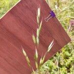 Bromus hordeaceus Flower